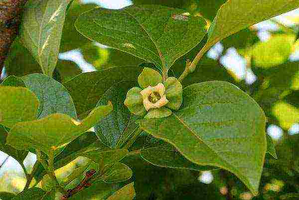 persimmon chocolate planting and care in the open field