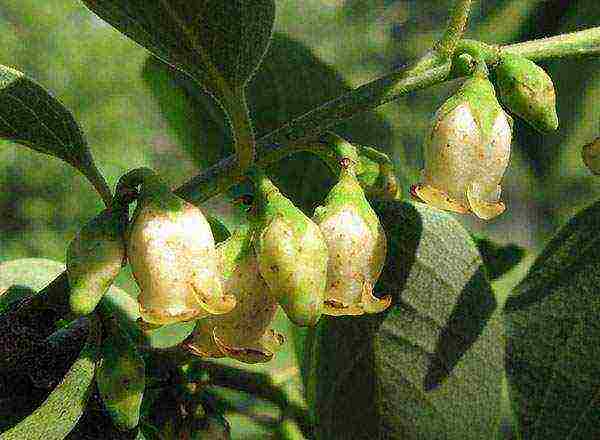 persimmon chocolate planting and care in the open field