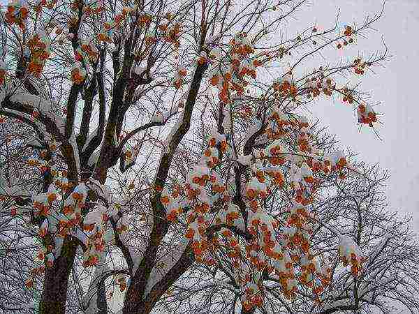 persimmon ang pagtatanim ng tsokolate at pangangalaga sa bukas na bukid