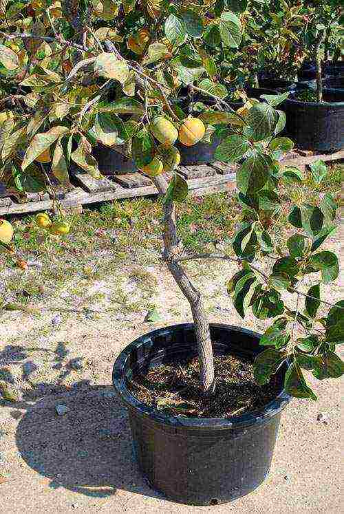 persimmon chocolate planting and care in the open field