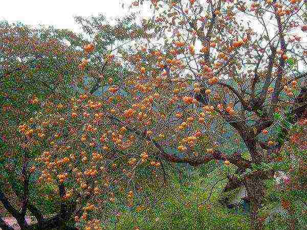 persimmon ang pagtatanim ng tsokolate at pangangalaga sa bukas na bukid