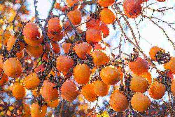 persimmon chocolate planting and care in the open field