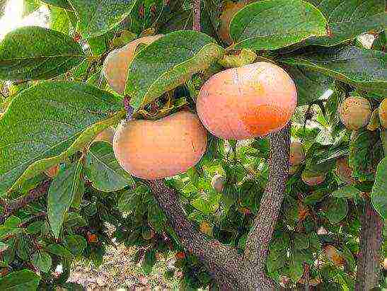 persimmon ang pagtatanim ng tsokolate at pangangalaga sa bukas na bukid