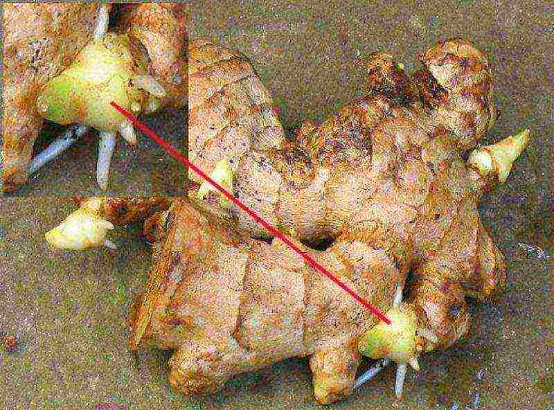 can ginger be grown at home