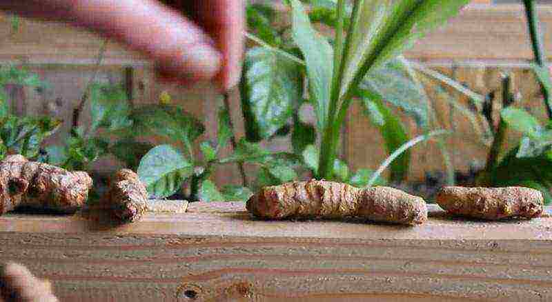 can ginger be grown at home