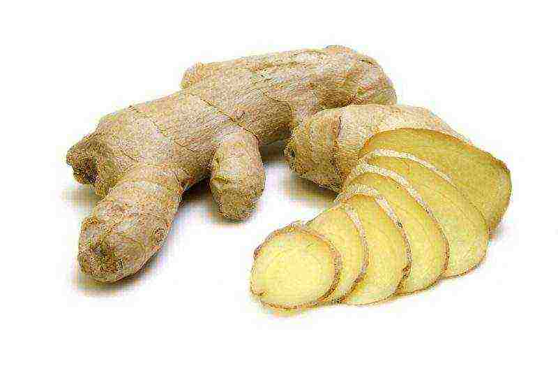can ginger be grown at home