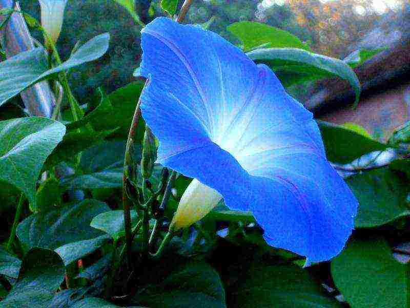 morning glory planting and care outdoors in siberia