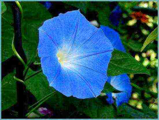 morning glory planting and care outdoors in siberia