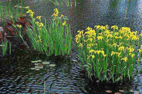 marsh iris สีเหลือง การปลูกและดูแลในทุ่งโล่ง