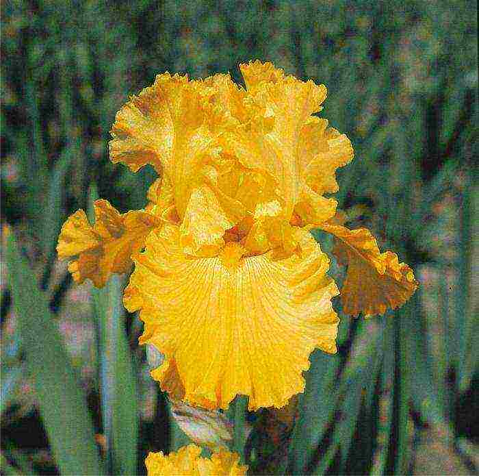 marsh iris เหลือง ปลูกและดูแลในทุ่งโล่ง