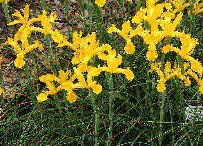 marsh iris yellow planting and care in the open field