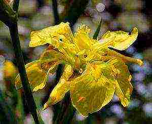 marsh iris yellow planting and care in the open field