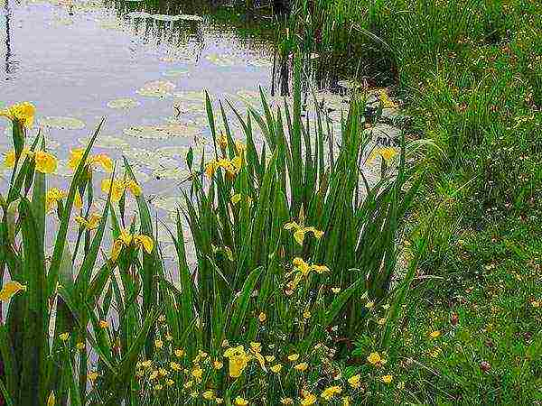 marsh iris สีเหลือง การปลูกและดูแลในทุ่งโล่ง