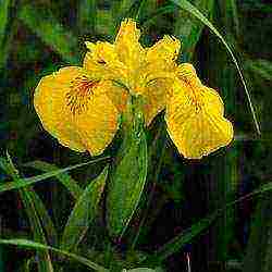 marsh iris สีเหลือง การปลูกและดูแลในทุ่งโล่ง