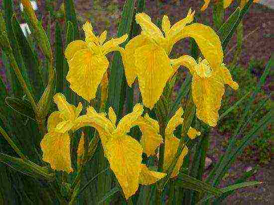 marsh iris สีเหลือง การปลูกและดูแลในทุ่งโล่ง