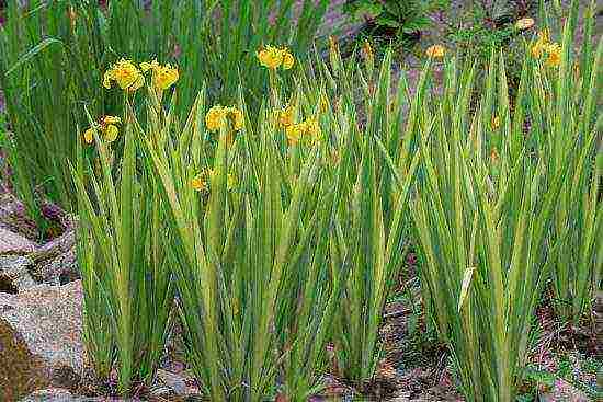 marsh iris เหลือง ปลูกและดูแลในทุ่งโล่ง