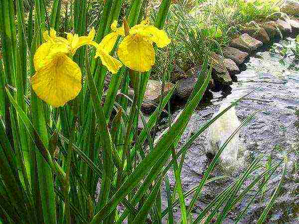 marsh iris สีเหลือง การปลูกและดูแลในทุ่งโล่ง