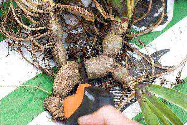 marsh iris dilaw na pagtatanim at pangangalaga sa bukas na bukid