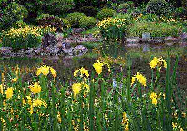 marsh iris dilaw na pagtatanim at pangangalaga sa bukas na bukid