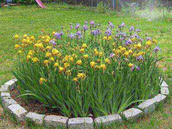 bearded iris planting in spring and outdoor care