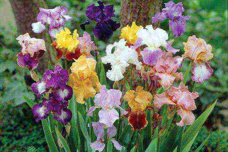 bearded iris planting in spring and outdoor care