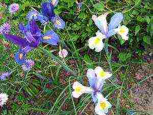 iris dutch mix planting and care in the open field