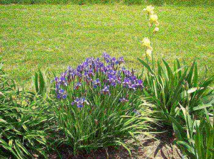 iris dutch mix planting and care in the open field