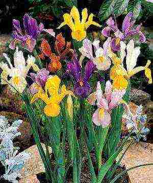iris dutch planting and care outdoors in spring