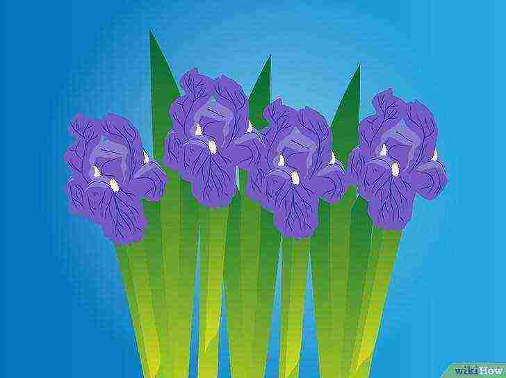 iris how to grow at home