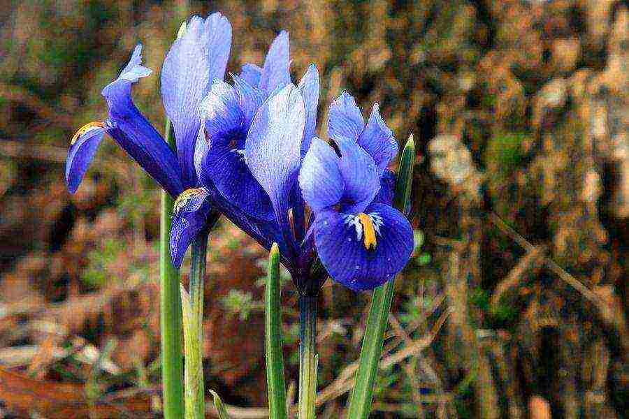 iris mesh mixed planting and care in the open field