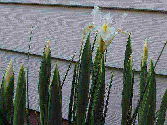 iris mesh mixed planting and care in the open field