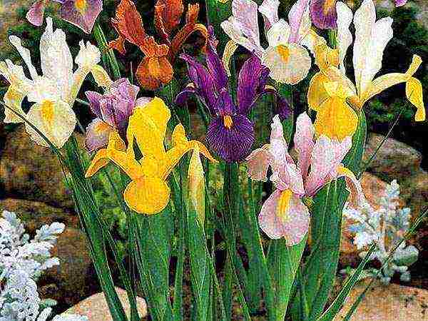 iris mesh mixed planting and care in the open field