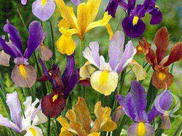 bulbous irises planting and care in the open field in autumn