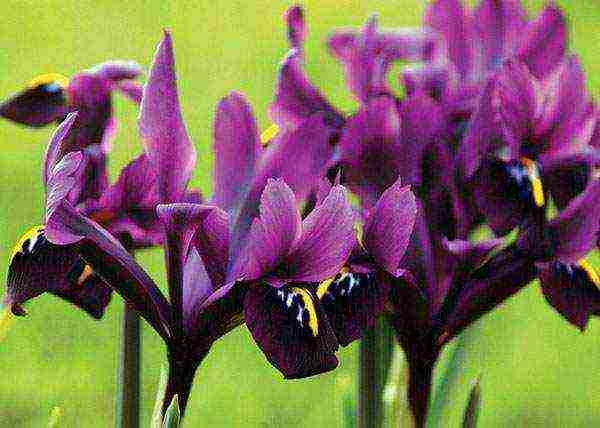 bulbous irises planting and care in the open field in autumn