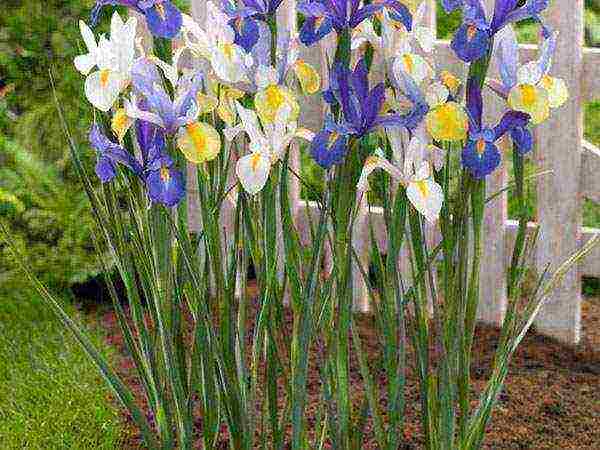 bulbous irises planting and care in the open field in autumn