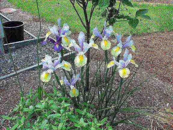 bulbous irises planting and care in the open field in autumn