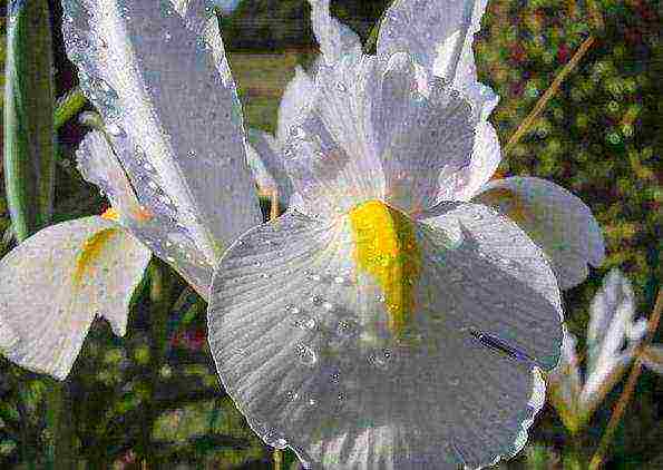 bulbous irises planting and care in the open field in autumn