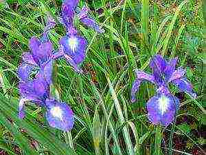 bulbous irises planting and care in the open field in autumn