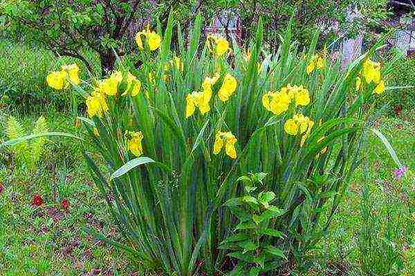 bulbous irises planting and care in the open field in autumn