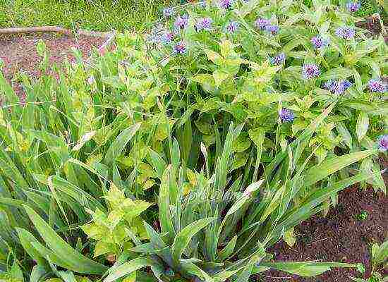 irises planting and care in the open field for the winter