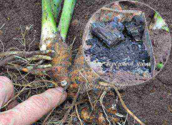 irises planting and care in the open field for the winter