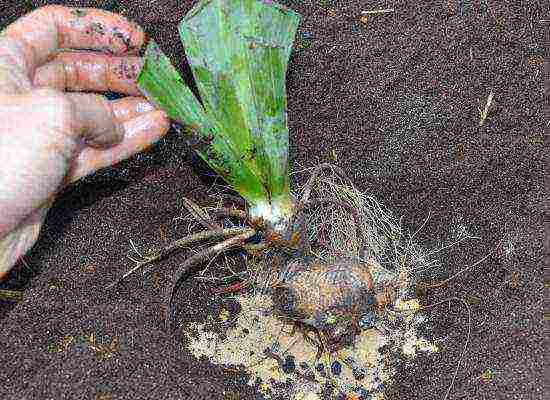 irises planting and care in the open field for the winter