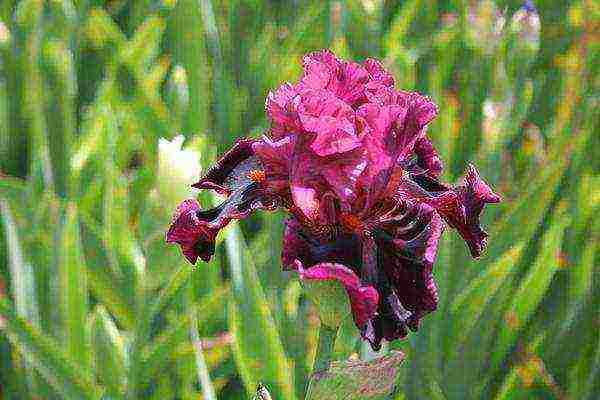 irises planting and care in the open field for the winter