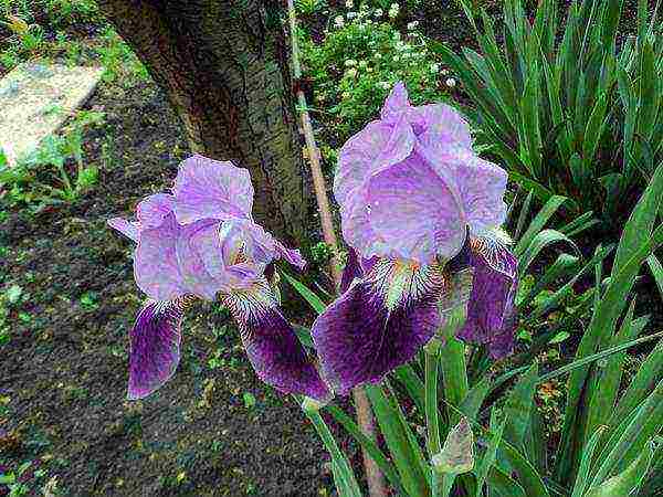 irises planting and care in the open field for the winter