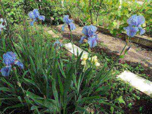 irises planting and care in the open field for the winter