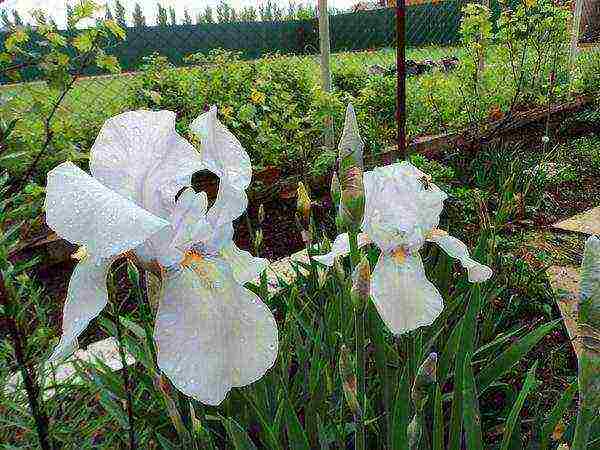 irises planting and care in the open field for the winter