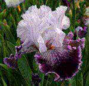 irises planting and care in the open field for the winter