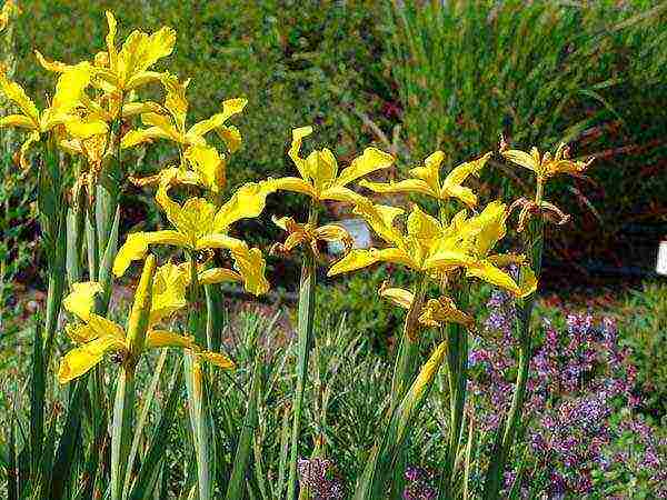 irises planting and care in the open field for the winter