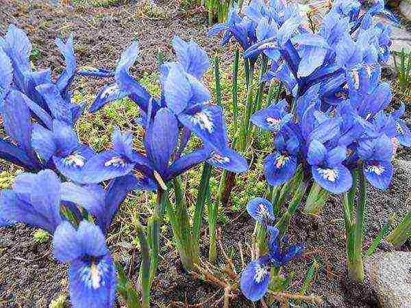 irises planting and care in the open field for the winter