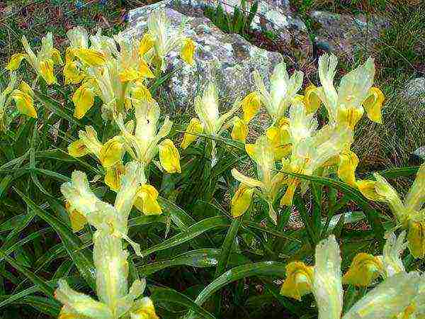 irises planting and care in the open field for the winter